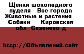 Щенки шоколадного пуделя - Все города Животные и растения » Собаки   . Кировская обл.,Сезенево д.